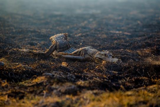 O Choro do Pantanal