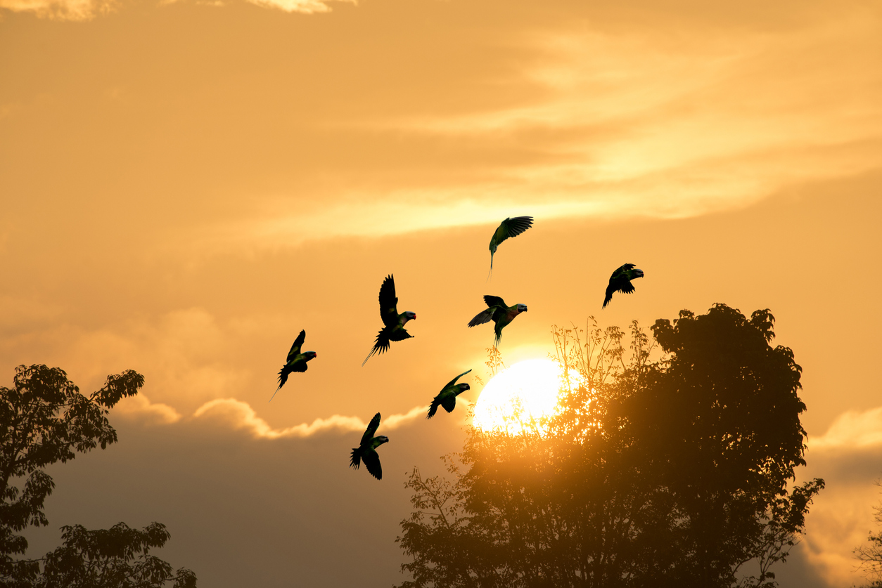 Cinco práticas para ouvir a linguagem dos pássaros